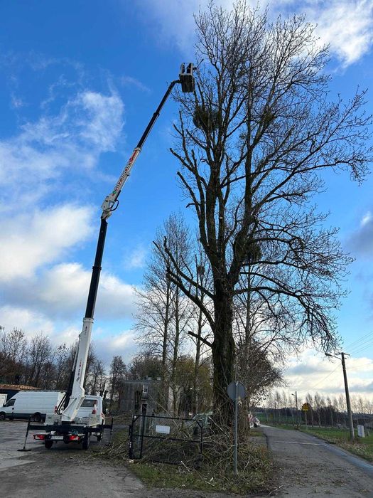Wycinka drzew Podnośnik koszowy  Korekta Pielęgnacja  Przycinka