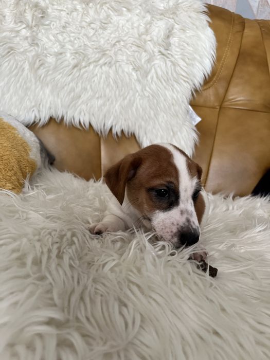 Jack Russell Terrier szczeniak - pies