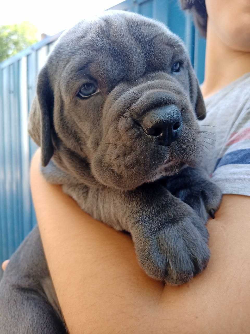 Кане корсо хлопчик сірий велетень