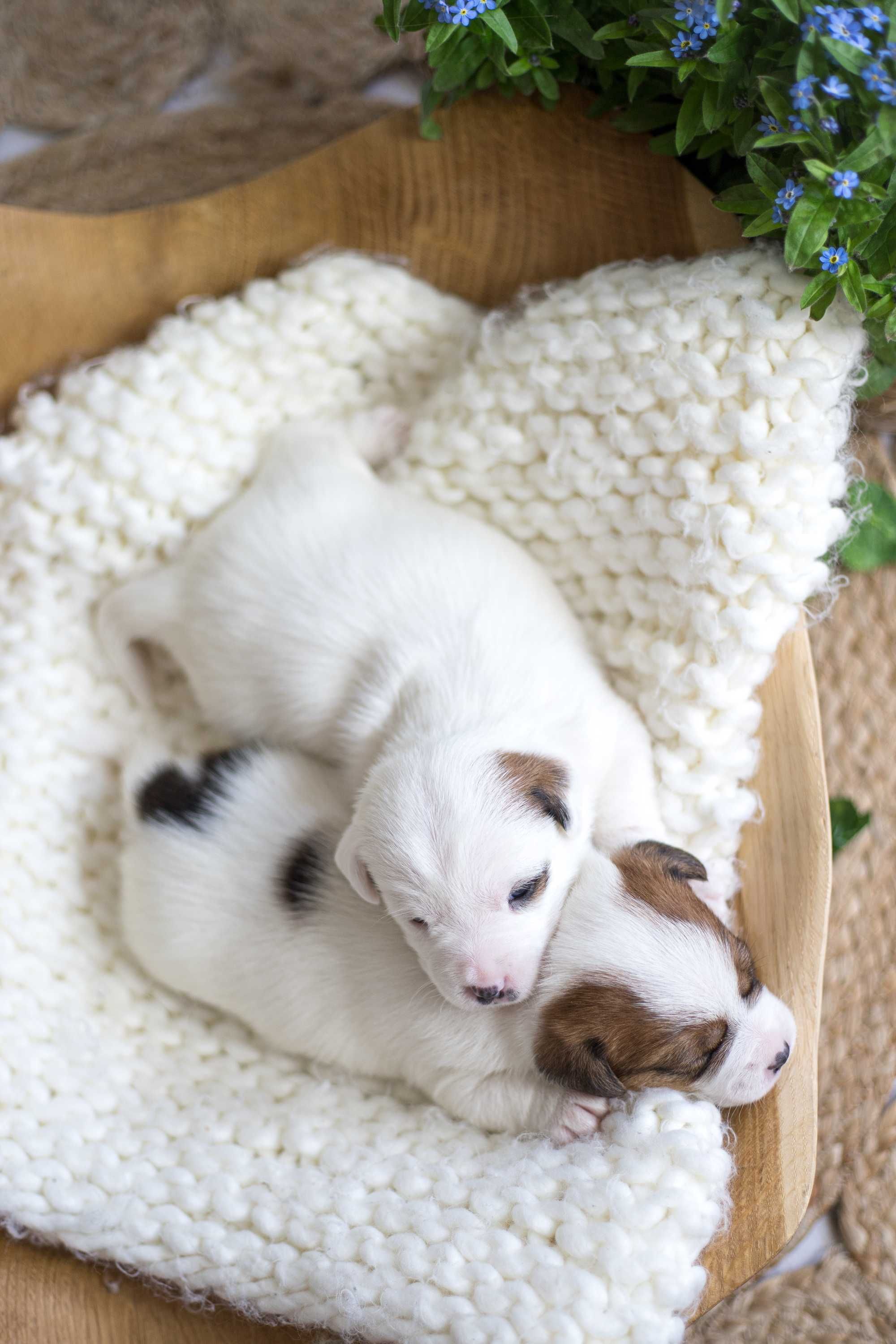 Jack Russell Terrier ZKwP FCI gładkowłosy piesek