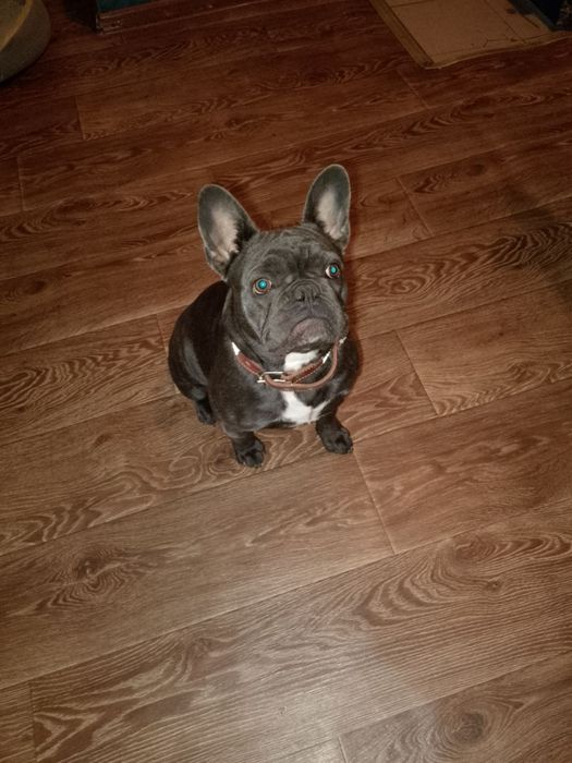 Французький бульдог