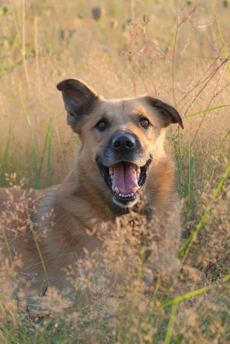 Dexster pomóż mu zaufać