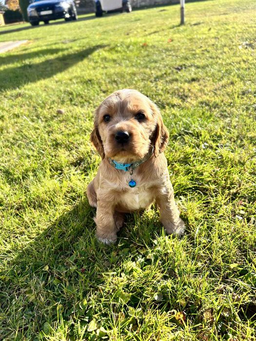 Cocker Spaniel Angielski -piesek