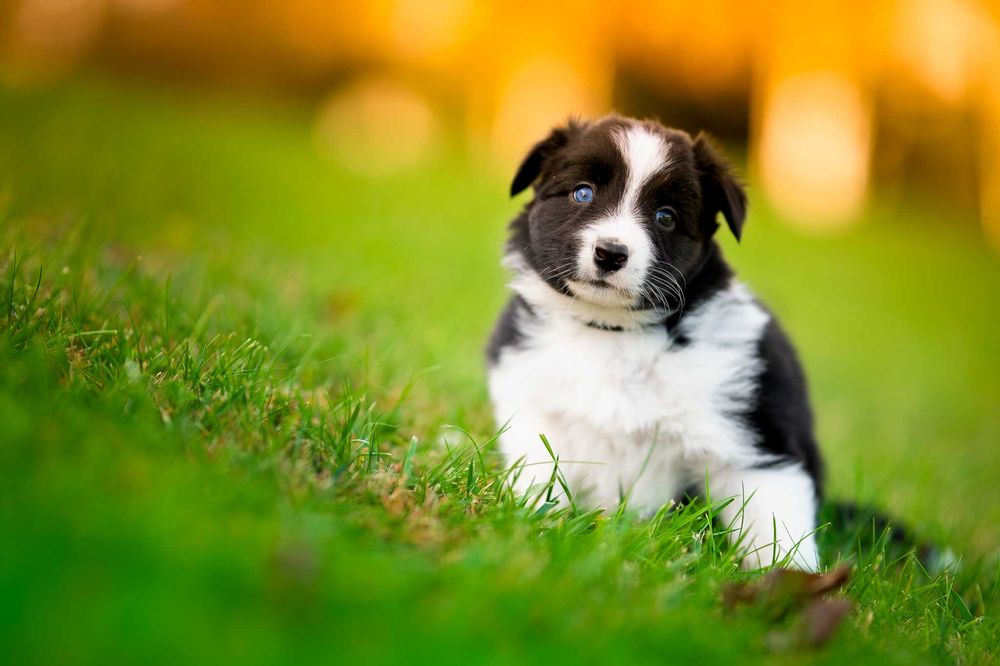 Border Collie piesek czarno biały - badania genetyczne