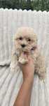 Maltipoo f1 sunia