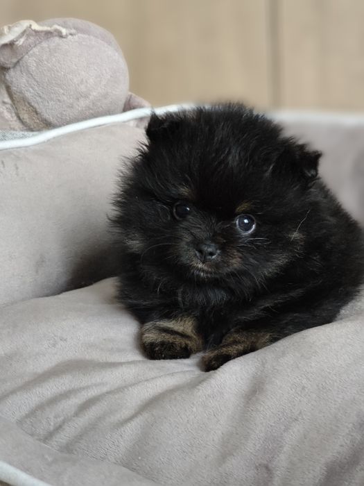 Szpic miniaturowy Pomeranian FCI