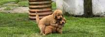 Goldendoodle suczka f1b medium i mini
