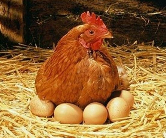 Яйца для инкубации фарма колор