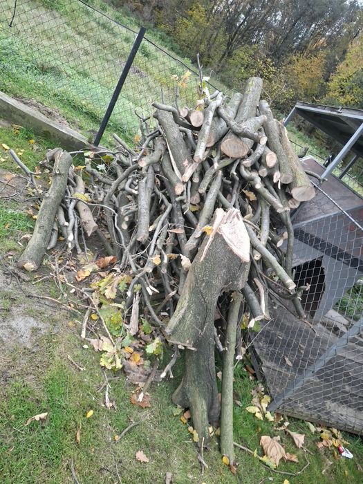 Stos debowego drzewa opalowego