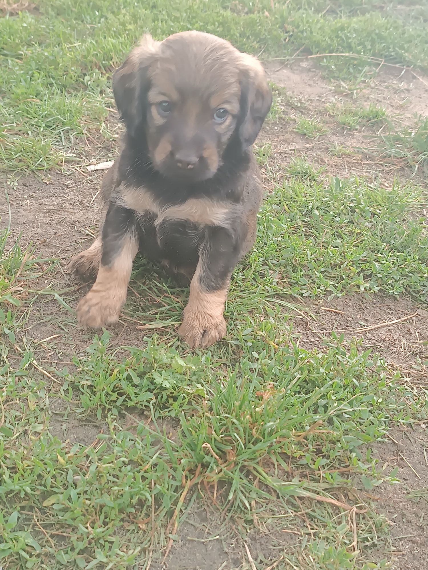 Pieski do adopcji
