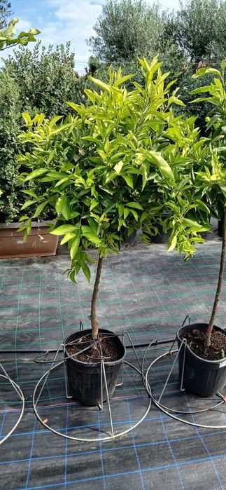 Jardim das Oliveiras