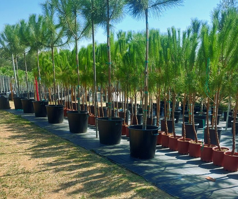 Lote 30 pinheiros mansos 1.50/1.70