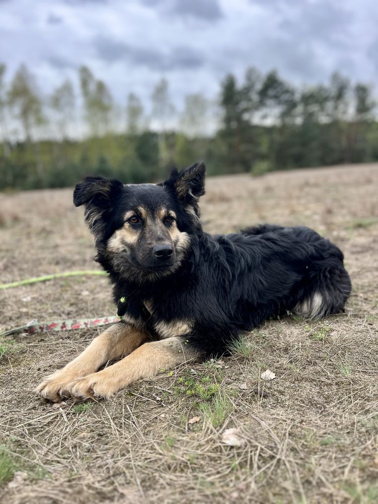 Tygodniami siedzi w budzie. Przerażona, psi podlotek do adopcji