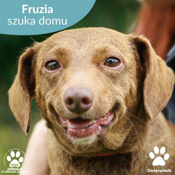Kochana suczka Fruzia szuka domu