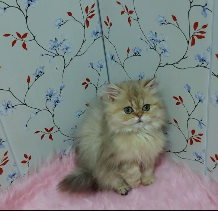 Красивый шотландский котик