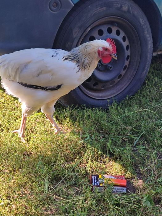 Młode koguty do chowu