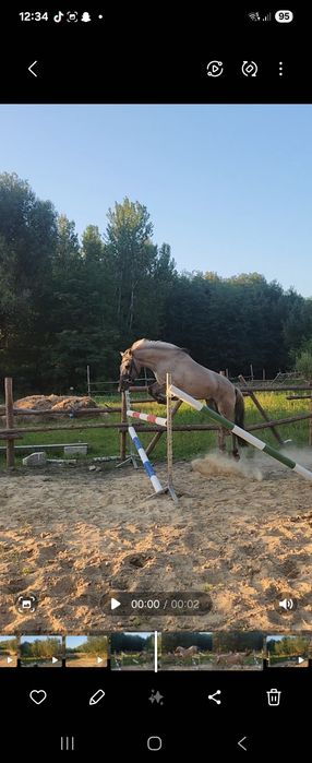 Wałach Konik Polski