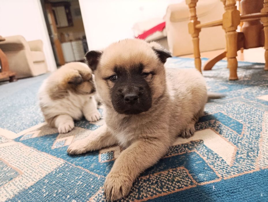 Віддам Безкоштовно в дуже добрі рукиПесиків