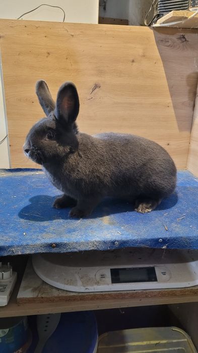 Króliki Wiedeńskie niebieskie samce i samice