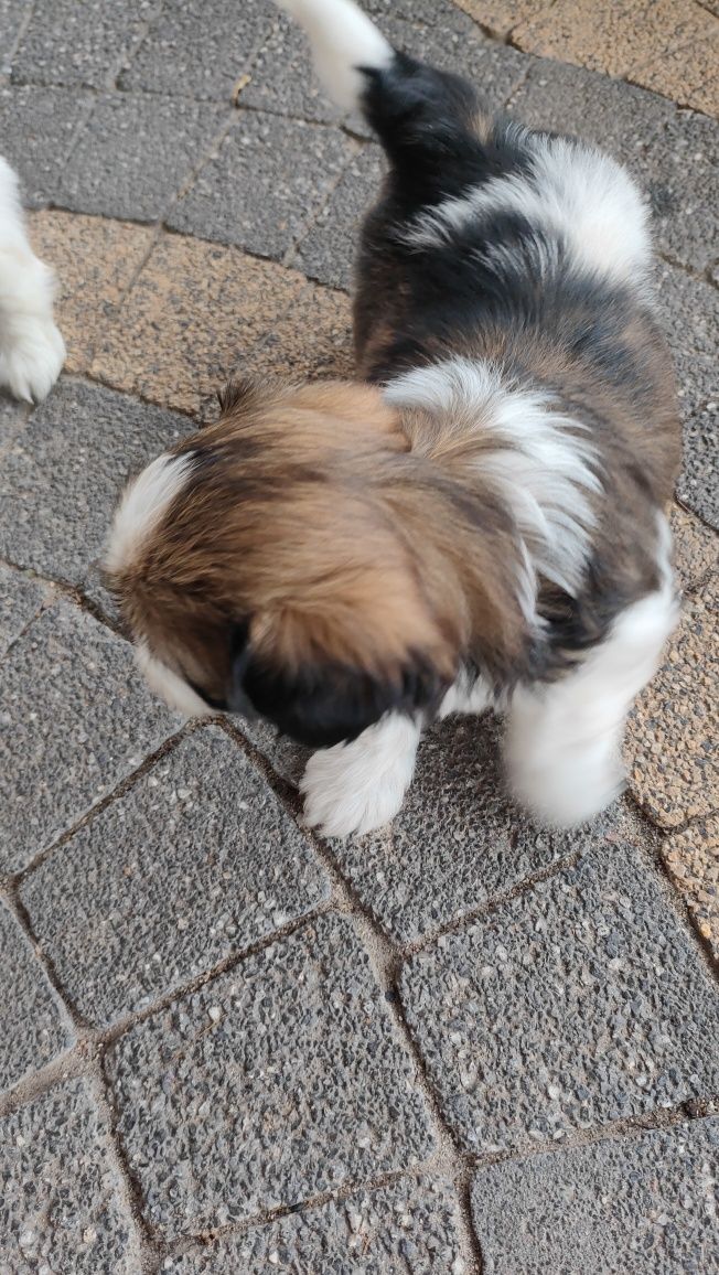 Shih tzu piesek szczenię