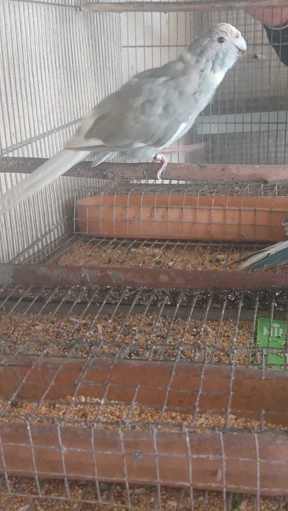 Vendo kakariki  spangle o ultimo