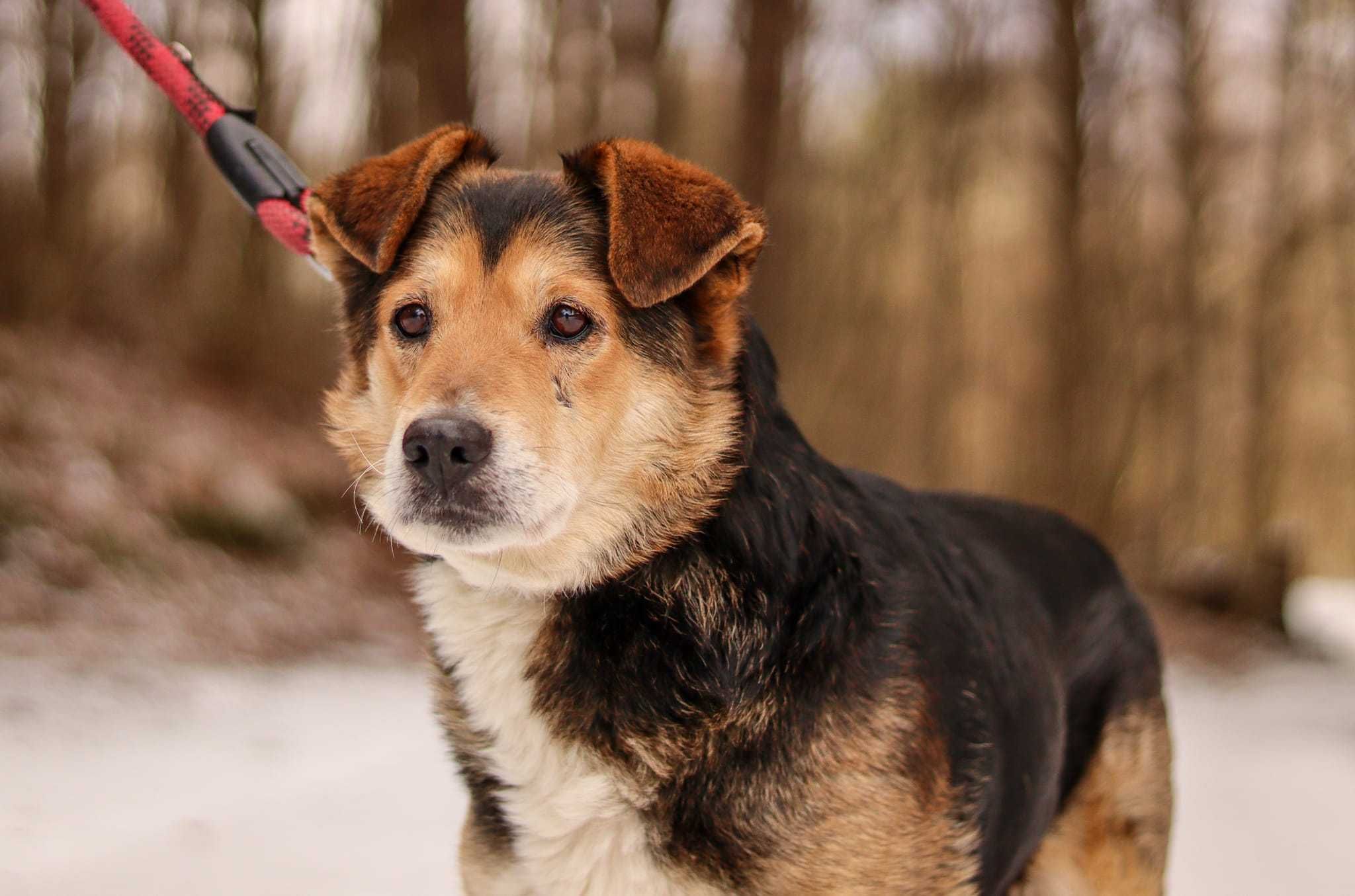 Spokojny, grzeczny misio do adopcji