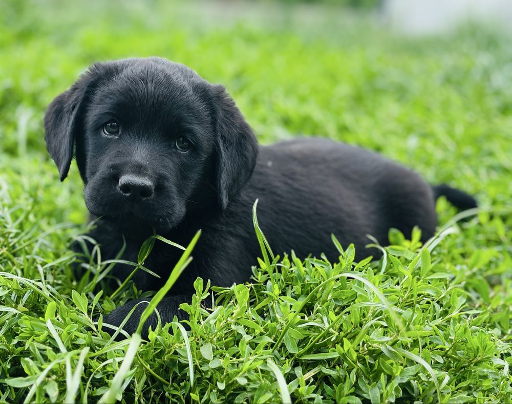 Labrador Retriever czarny piesek ZKwP/FCI