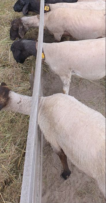 Продам овець, шотландська порода Суффолк