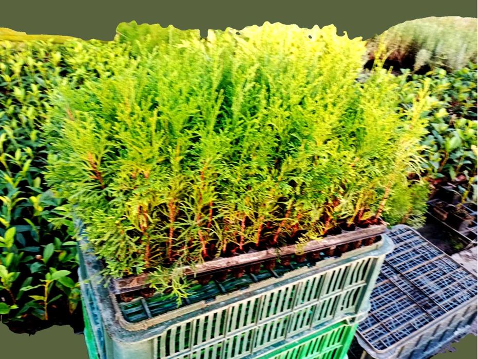 tuja szmaragd, brabant , jałowiec , laurowiśnia