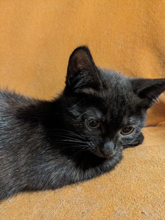 Кошеня від британки