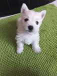 West Highland Terrier suczka