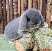 KIT Coelhos anões orelhudos, mini lop super inteligentes e dóceis