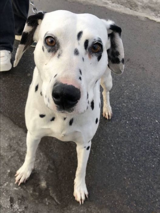 Далматинка, Шукаємо хлопчика для вʼязки