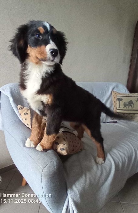 Szczenię Berneński pies pasterski do odbioru sunia