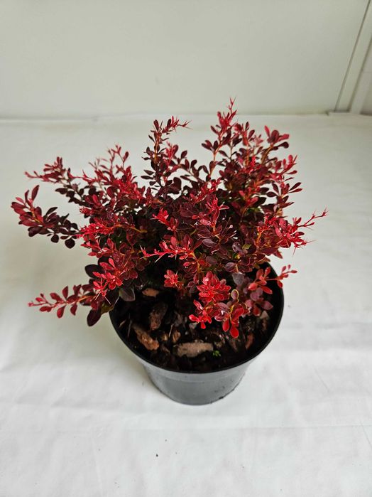 Berberys Bagatelle 30cm karłowy krzew ozdobny o czerwonych liściach C2