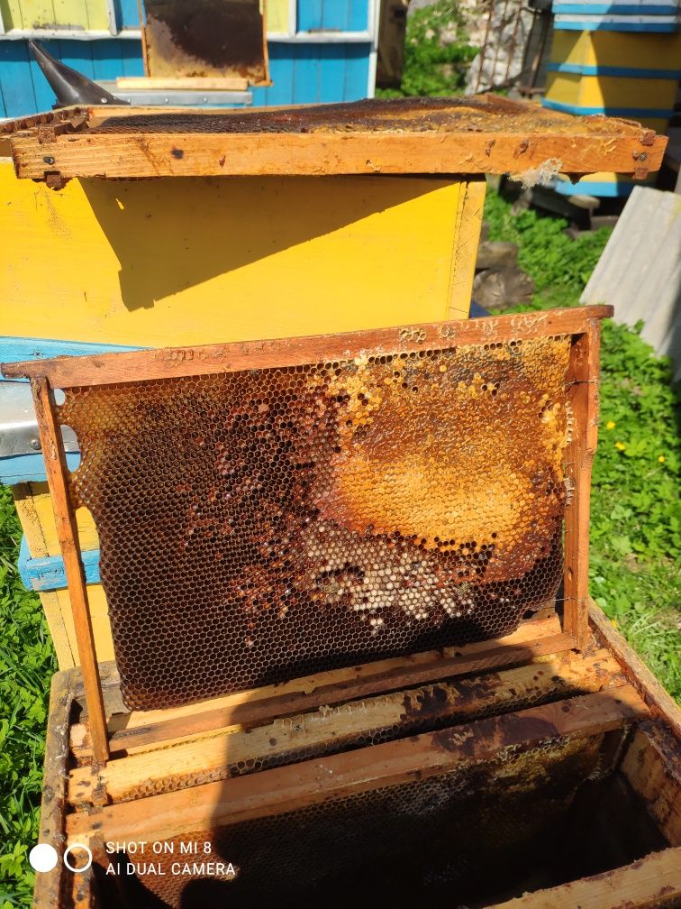 Рамки для бджіл, з медом, для роївниць.