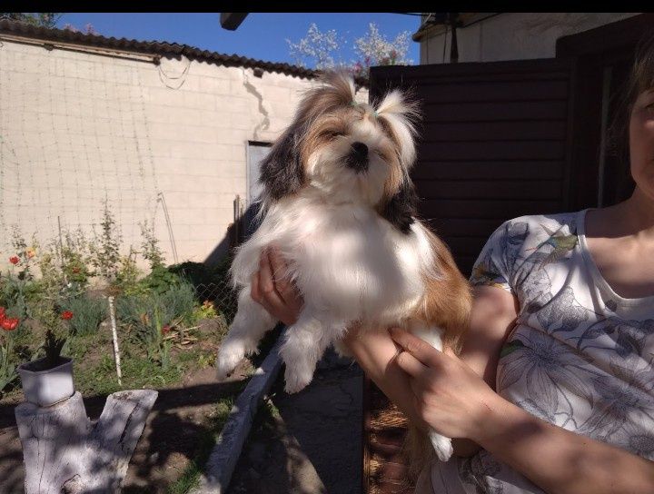 Вязка мини 3,5 кг . Джентльмен