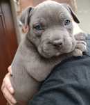 Zarezerwowany! American Staffordshire Terrier-  Amstaff Blue