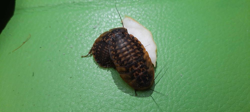 Пара кубинських тарганів / Кубинський таракан