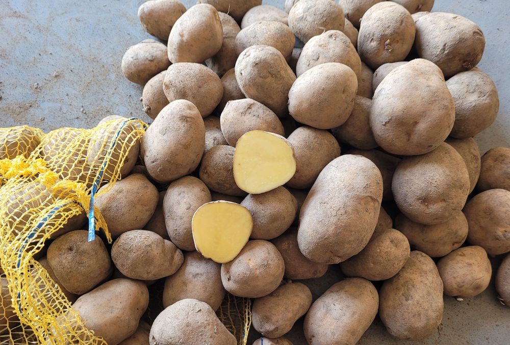 Ziemniaki jadalne Melody Catania Mariola Jurek Ricarda Bellarose