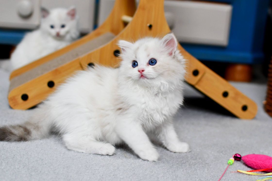 Przepiękna koteczka ragdoll seal torbie bicolor