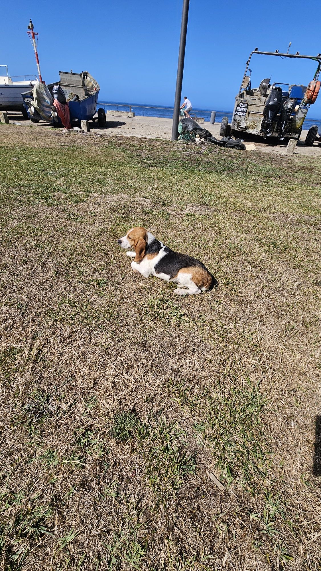 Beagle tricolor macho