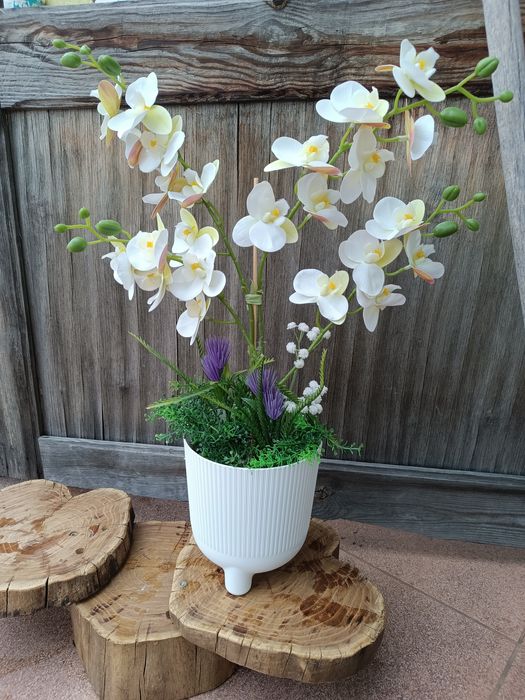 Storczyk orchidea duża XXL