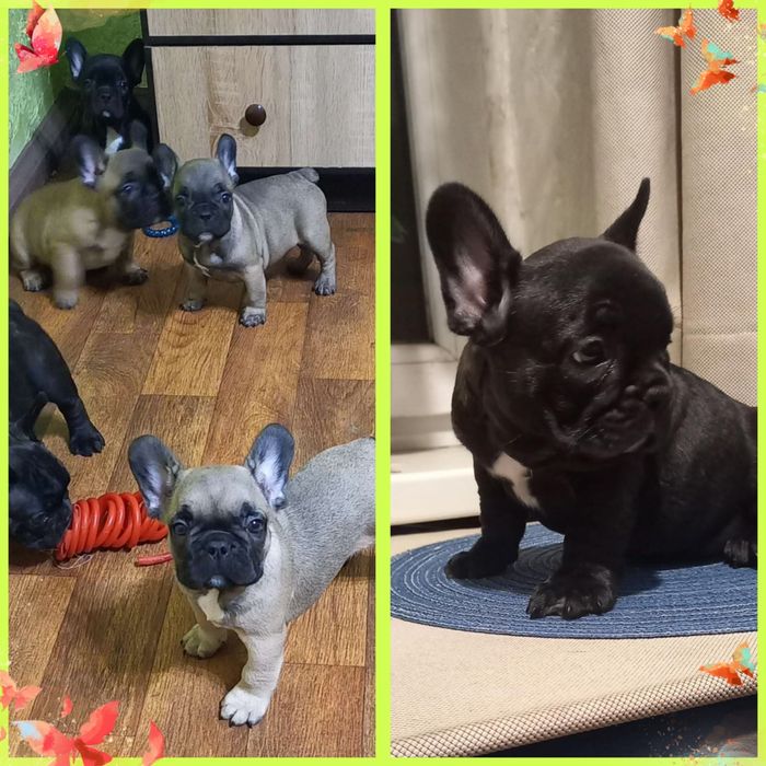 Веселі  малючки чекають