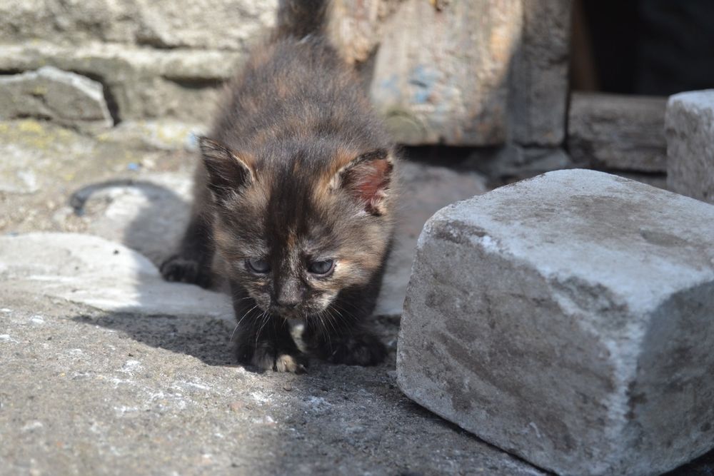 Отдам в добрые руки кошечек