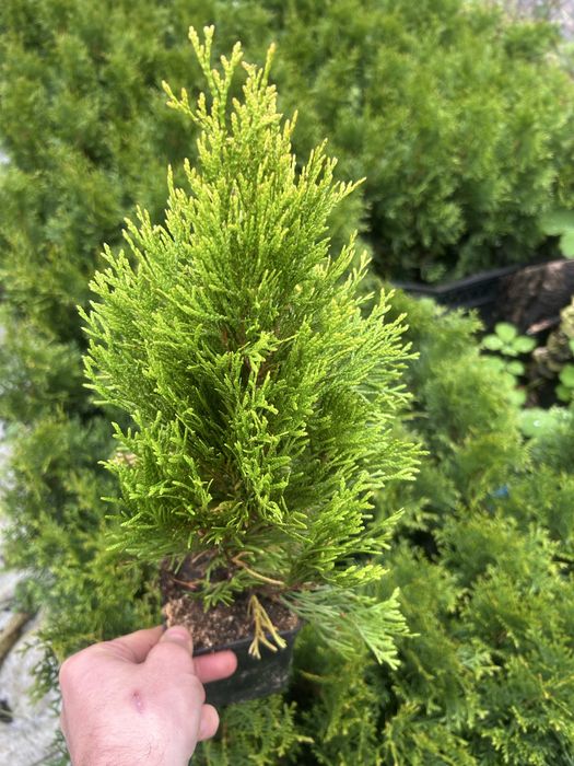 Туя смарагд даніка-є опт