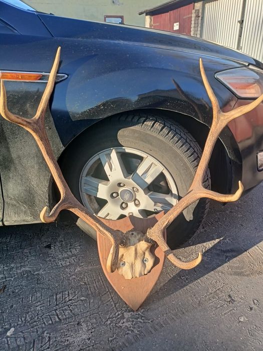 Poroże jelenia 65 letnie