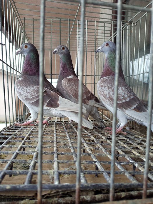 Gołębie pocztowe Radwany