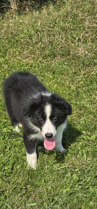 Border collie zapraszam