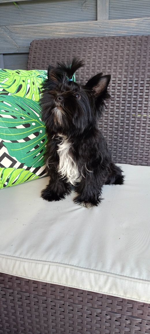 Black Yorkshire terrier